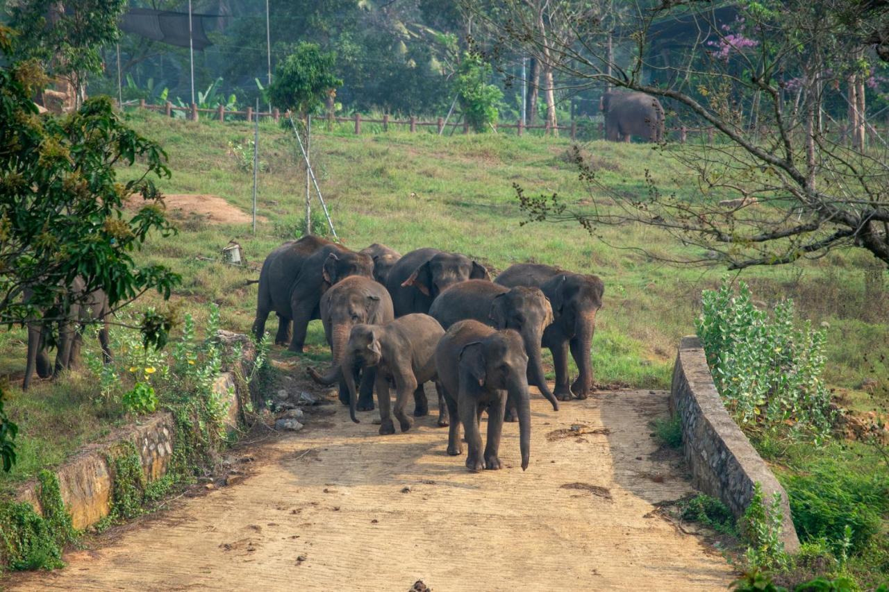 Pinnawala Elephant Front View Hotel Rambukkana Luaran gambar